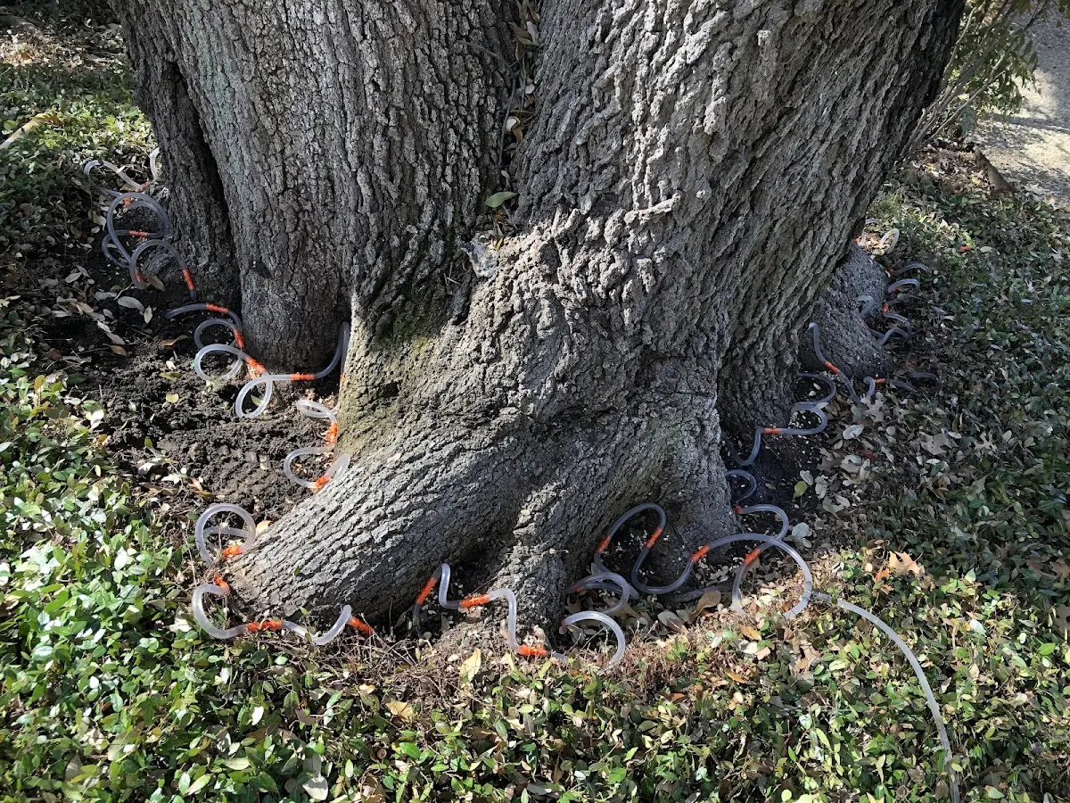 Detailed Tree Cabling and Bracing job site in Harrisonburg