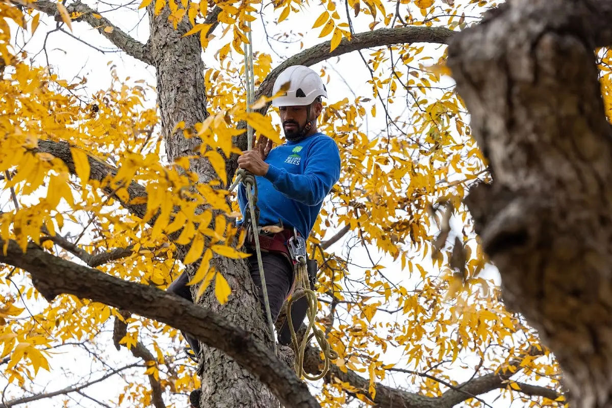 Skilled Storm Damage Cleanup crew working in Harrisonburg
